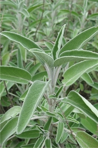 Ada Çayı Fidesi ( Salvia Officinalis ) 5 Adet - Thumbnail