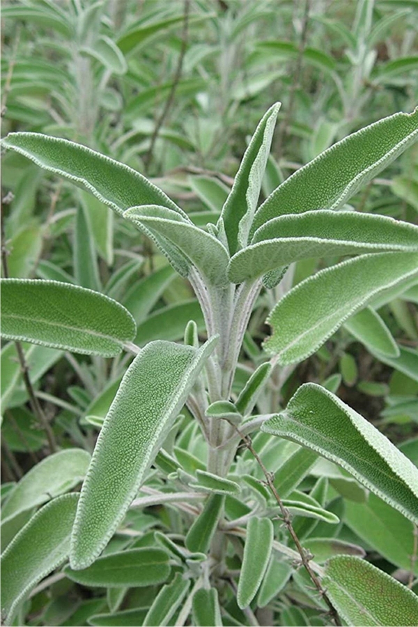 Ada Çayı Fidesi ( Salvia Officinalis ) 5 Adet