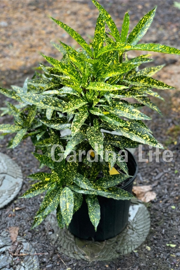 Akuba Japon Defnesi Fidanı ( Aucuba Japonica Variegata )