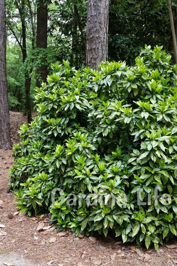 Akuba Japon Defnesi Fidanı ( Aucuba Japonica Variegata )