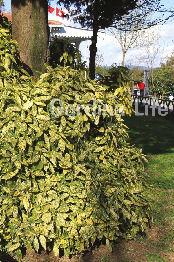 Akuba Japon Defnesi Fidanı ( Aucuba Japonica Variegata )