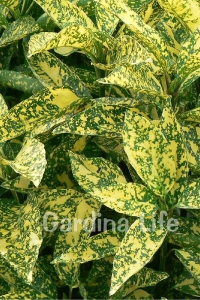 Akuba Japon Defnesi Fidanı ( Aucuba Japonica Variegata ) - Thumbnail