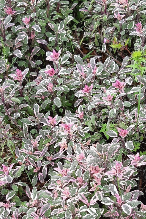 Alacalı Adaçayı Fidesi ( Salvia Officinalis Hexenmantel ) 1 Adet