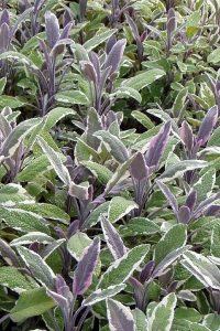 Alacalı Adaçayı Fidesi ( Salvia Officinalis Hexenmantel ) 1 Adet - Thumbnail