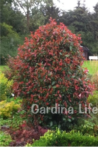 Alev Ağacı Fidanı Bodur Cins ( Photinia Fraseri Little Red Robin ) - Thumbnail