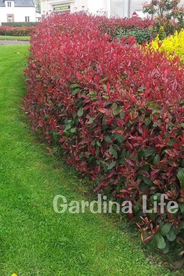 Alev Ağacı Fidanı Bodur Cins ( Photinia Fraseri Little Red Robin )