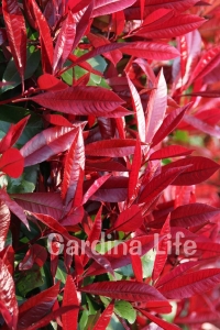 Alev Ağacı Fidanı Bodur Cins ( Photinia Fraseri Little Red Robin ) - Thumbnail