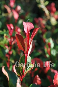 Alev Ağacı Fidanı Bodur Cins ( Photinia Fraseri Little Red Robin ) - Thumbnail