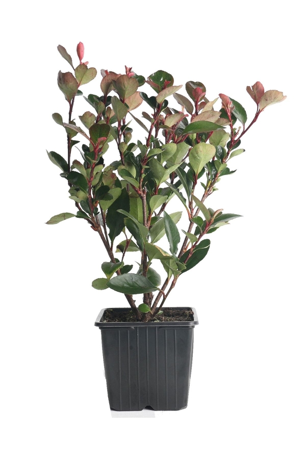 Alev Ağacı Fidanı Bodur Cins ( Photinia Fraseri Little Red Robin )