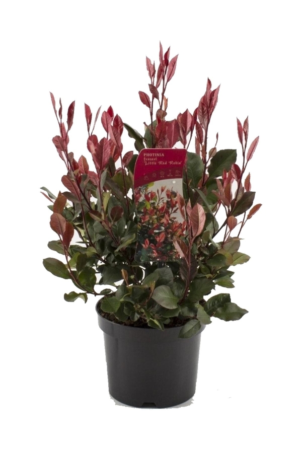 Alev Ağacı Fidanı Bodur Cins ( Photinia Fraseri Little Red Robin )