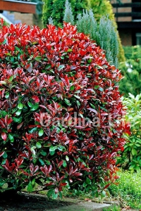 Alev Ağacı Fidanı Bodur Cins ( Photinia Fraseri Little Red Robin ) - Thumbnail