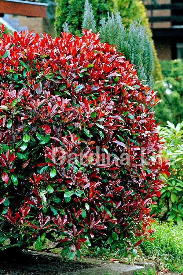 Alev Ağacı Fidanı Bodur Cins ( Photinia Fraseri Little Red Robin )