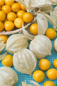 Altın Çilek Fidesi ( Physalis Peruviana ) Goldvital 1 Adet - Thumbnail