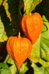 Altın Çilek Fidesi ( Physalis Peruviana ) Goldvital 1 Adet - Thumbnail