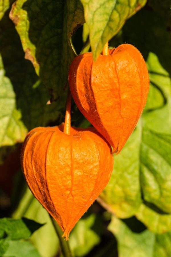 Altın Çilek Fidesi ( Physalis Peruviana ) Goldvital 1 Adet