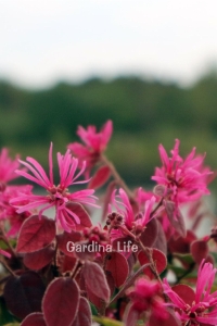 Ateş Dansı Pembe Rüya Çiçeği Fidesi ( LOROPETALUM ) - Thumbnail