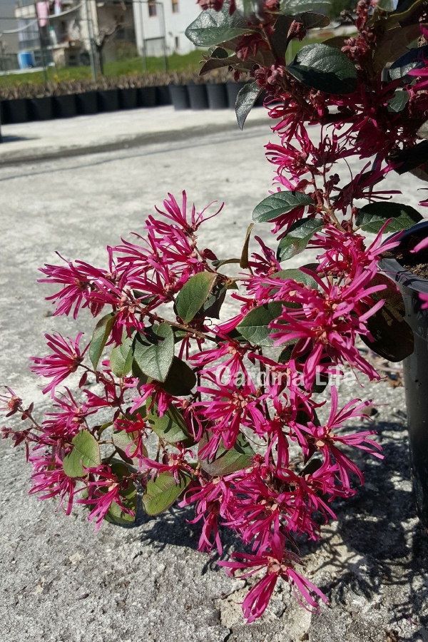 Ateş Dansı Pembe Rüya Çiçeği Fidesi ( LOROPETALUM )