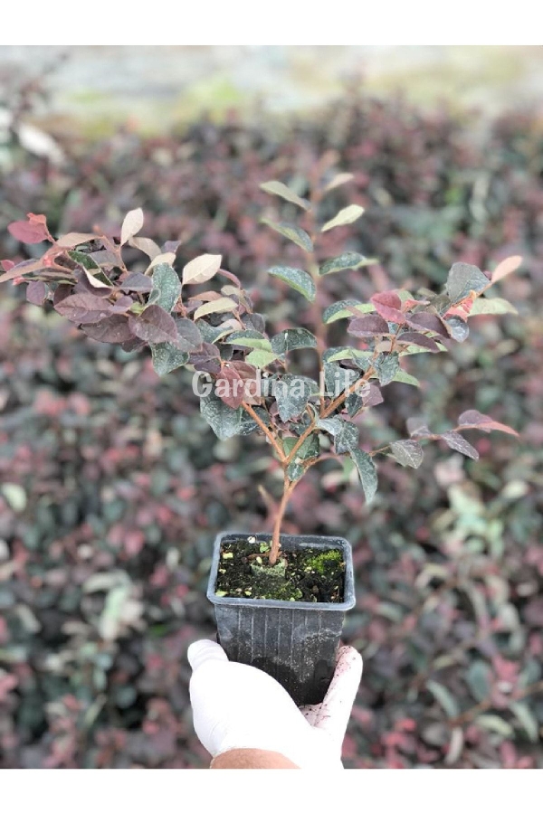 Ateş Dansı Pembe Rüya Çiçeği Fidesi ( LOROPETALUM )