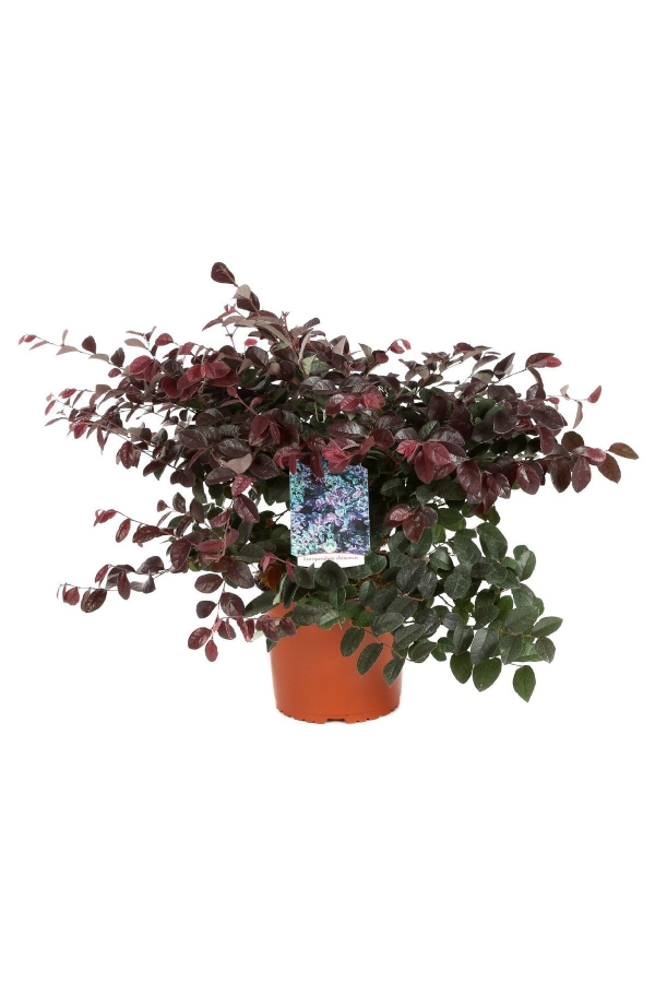 Ateş Dansı Pembe Rüya Çiçeği Fidesi ( LOROPETALUM )