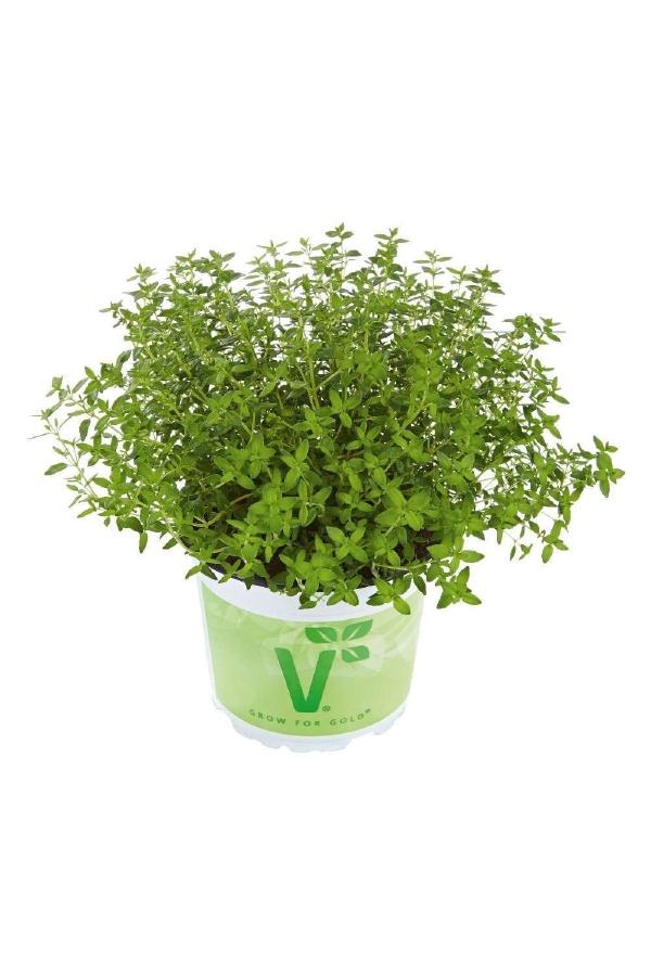 Gardinalife - Bahçe Kekiği ( Thymus Vulgaris ) Fredo Strong