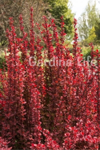 Berberis Fidanı Bodur Cins Kırmızı Sütun ( Berberis Thunbergii Red Rocket ) - Thumbnail