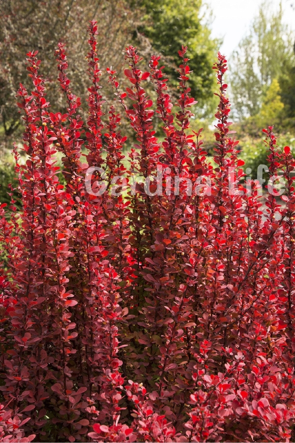 Berberis Fidanı Bodur Cins Kırmızı Sütun ( Berberis Thunbergii Red Rocket )