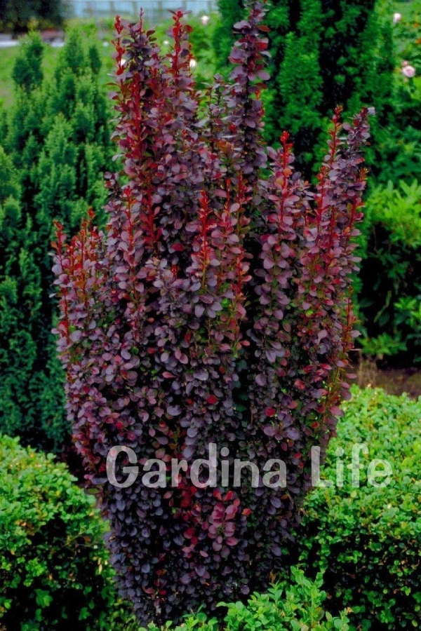 Berberis Fidanı Bodur Cins Kırmızı Sütun ( Berberis Thunbergii Red Rocket )