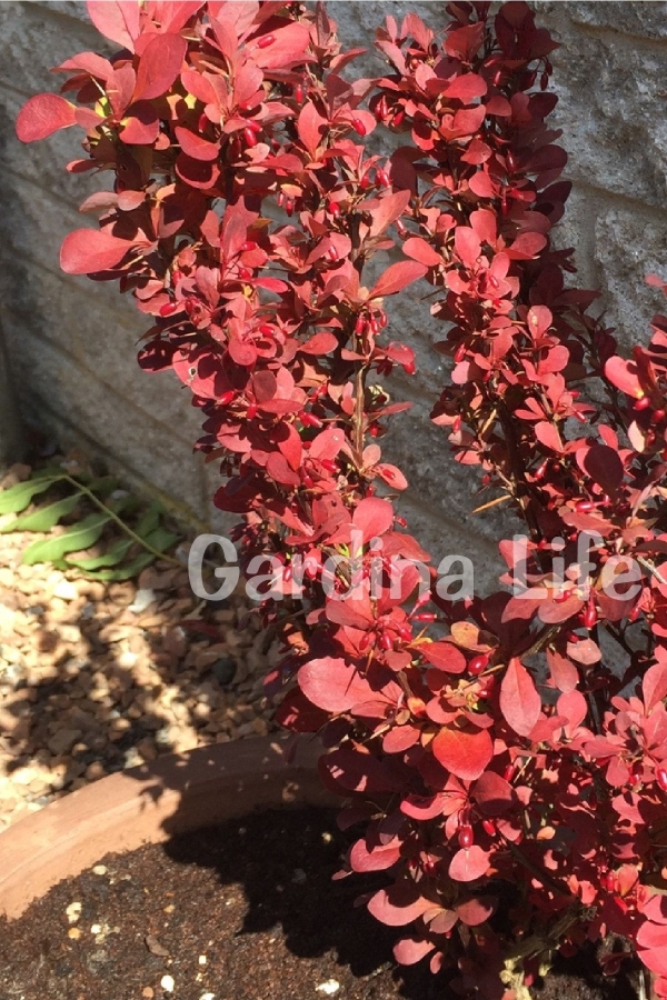 Berberis Fidanı Bodur Cins Kırmızı Sütun ( Berberis Thunbergii Red Rocket )