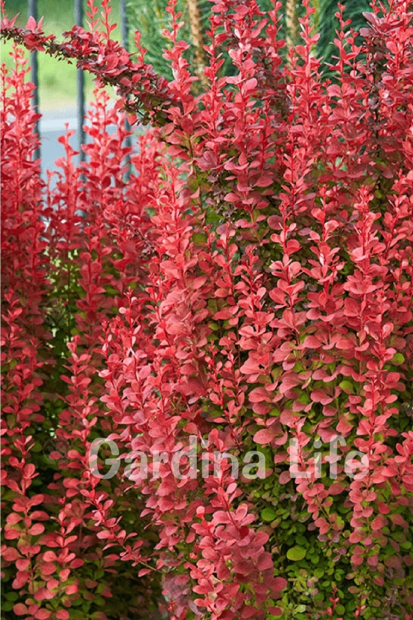 Berberis Fidanı Bodur Cins Kırmızı Sütun ( Berberis Thunbergii Red Rocket )