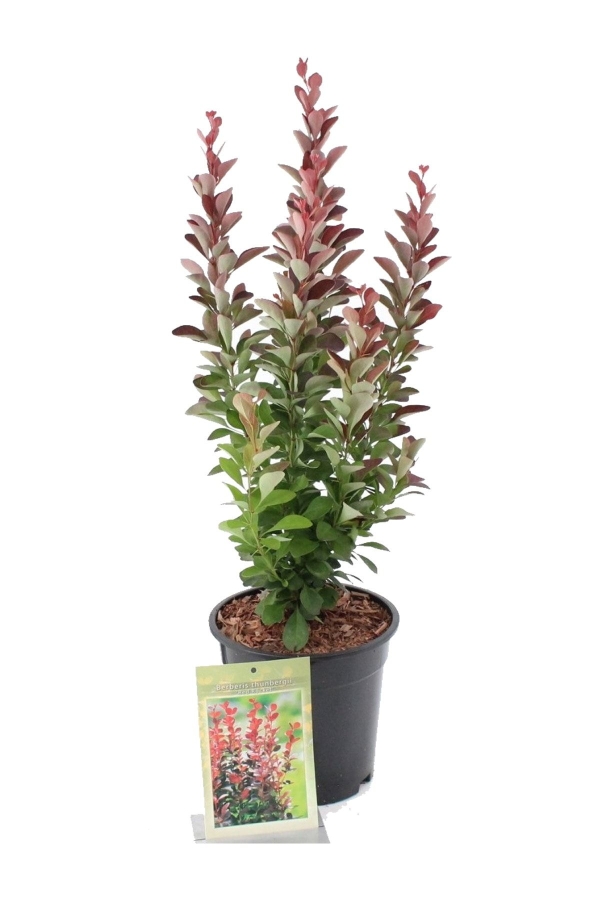 Berberis Fidanı Bodur Cins Kırmızı Sütun ( Berberis Thunbergii Red Rocket )