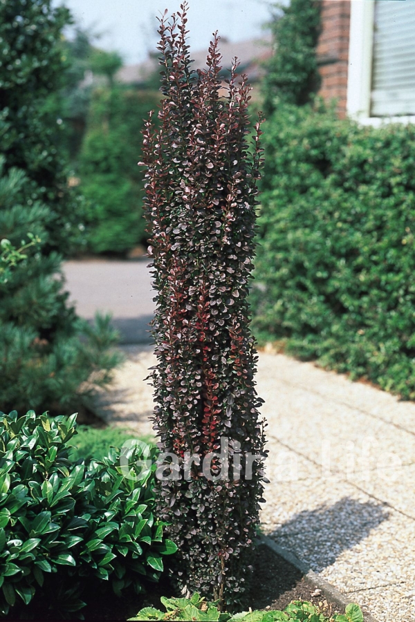 Gardinalife - Berberis Fidanı Bodur Cins Kırmızı Sütun ( Berberis Thunbergii Red Rocket )