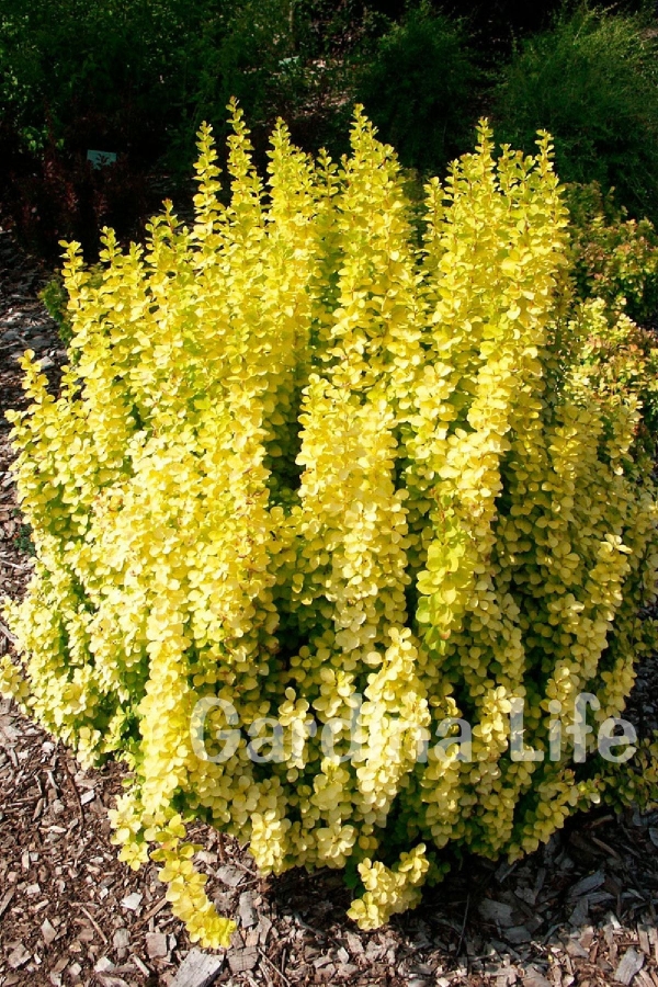 Berberis Fidanı Bodur Cins Sarı Yapraklı ( Berberis thunbergii Maria )