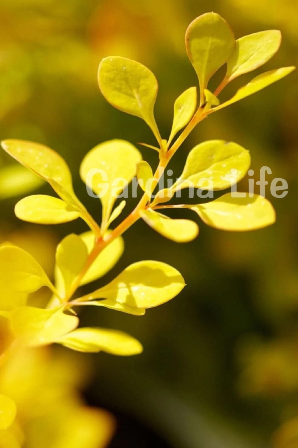 Berberis Fidanı Bodur Cins Sarı Yapraklı ( Berberis thunbergii Maria )