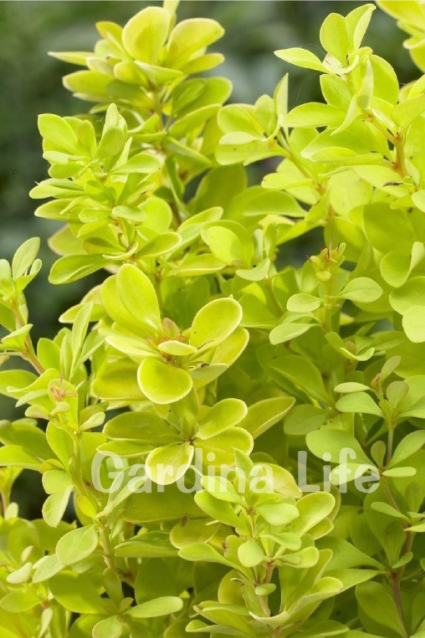 Berberis Fidanı Bodur Cins Sarı Yapraklı ( Berberis thunbergii Maria )