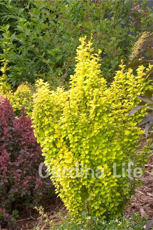 Berberis Fidanı Bodur Cins Sarı Yapraklı ( Berberis thunbergii Maria )