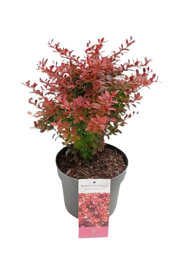 Gardinalife - Berberis Fidanı Bodur Cins Yeşil Kenarlı ( Berberis Thunbergii Admiration )