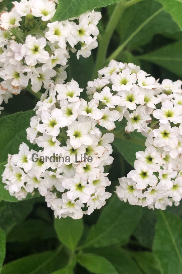 Gardinalife - Beyaz Yalancı Vanilya Çiçeği Fidesi Yoğun Kokulu ( Helıotropıum Arborescens ) 1 Adet