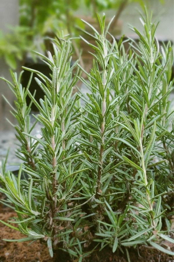 Biberiye Fidesi ( Rosmarinus Officinalis ) Riviera 1 Adet