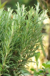 Biberiye Fidesi ( Rosmarinus Officinalis ) Riviera 1 Adet - Thumbnail