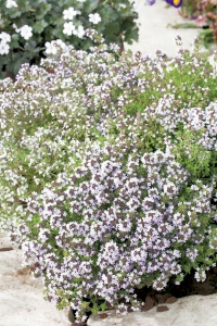 Bilye Kekik Fidesi ( Thymus Vulgaris ) 5 Adet - Thumbnail