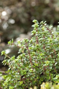 Bilye Kekik Fidesi ( Thymus Vulgaris ) 5 Adet - Thumbnail