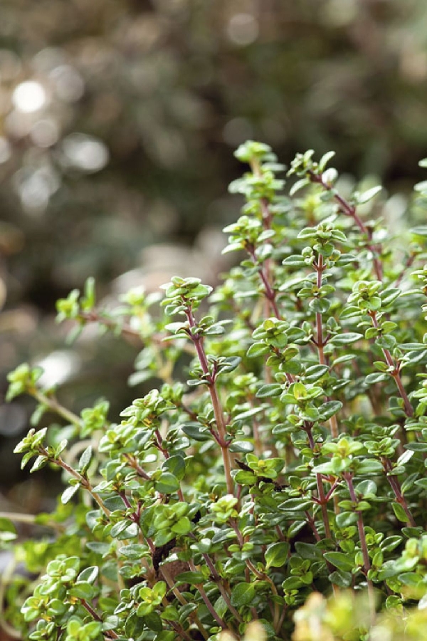 Bilye Kekik Fidesi ( Thymus Vulgaris ) 5 Adet