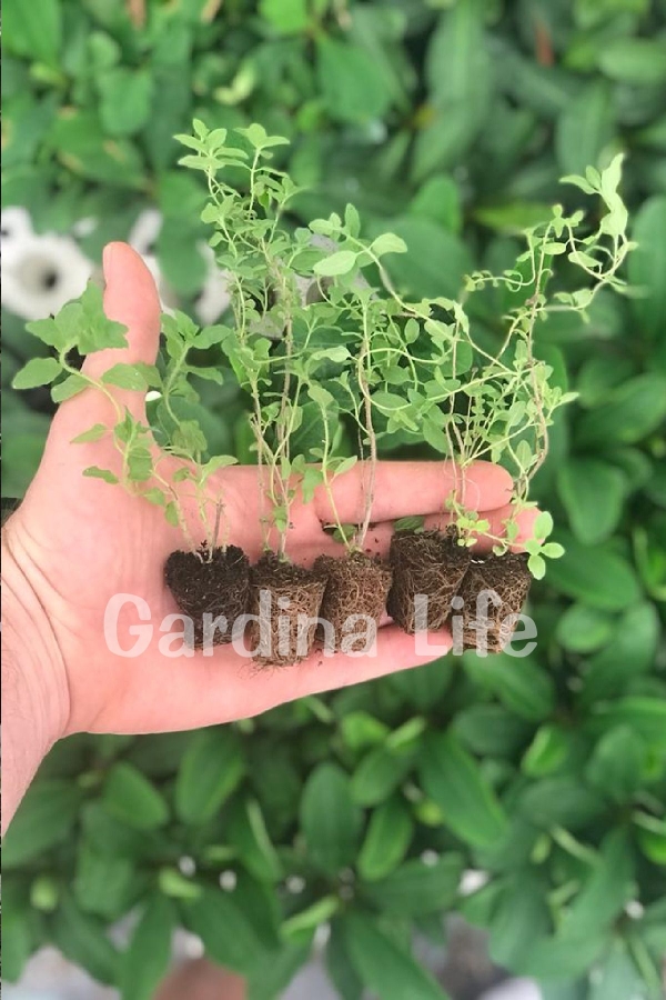 Gardinalife - Bilye Kekik Fidesi ( Thymus Vulgaris ) 5 Adet