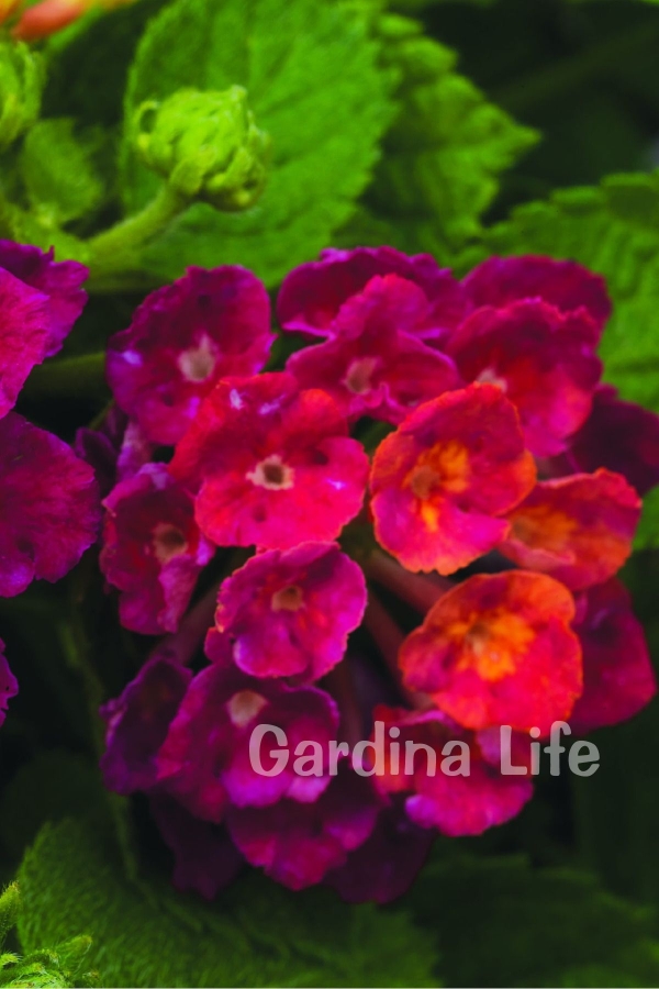 Bodur Ağaç Minesi Fidesi Cherry ( Lantana Camara ) 1 Adet 10 Cm Saksıda