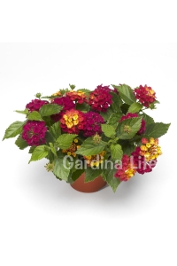 Bodur Ağaç Minesi Fidesi Cherry ( Lantana Camara ) 1 Adet 10 Cm Saksıda - Thumbnail