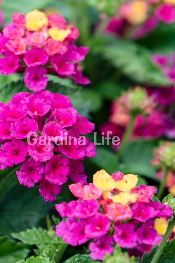 Bodur Ağaç Minesi Fidesi Cherry ( Lantana Camara ) 1 Adet 10 Cm Saksıda