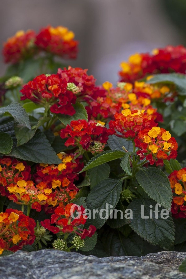 Bodur Ağaç Minesi Fidesi Hot Red ( Lantana Camara ) 1 Adet 10 Cm Saksıda