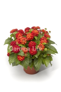 Bodur Ağaç Minesi Fidesi Hot Red ( Lantana Camara ) 1 Adet 10 Cm Saksıda - Thumbnail