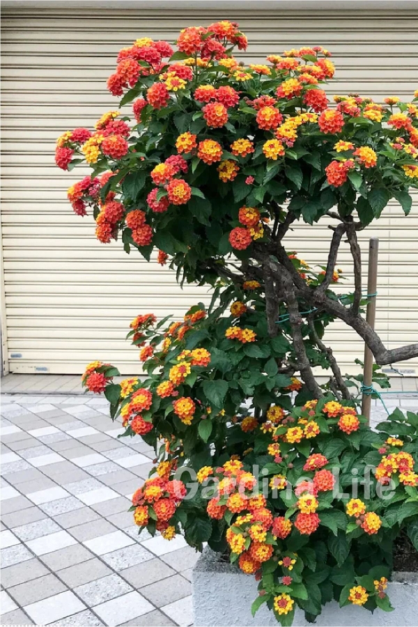 Gardinalife - Bodur Ağaç Minesi Fidesi Hot Red ( Lantana Camara ) 1 Adet 10 Cm Saksıda