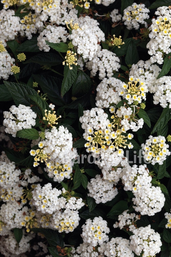 Bodur Ağaç Minesi Fidesi White ( Lantana Camara ) 1 Adet 10 Cm Saksıda